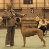  2xBOB at Crufts SE GB Ch Rex Ventors Farrah at Nyassa