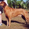 Aus GR Ch Bearstar Ko CD