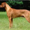 Musanga Sanga Mukana