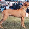 Ch Aakemba King Astor Gi'Fumo