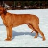 Krismidt's Dancing Duke