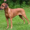 Ch Vereus Qoya Jura