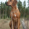 Sancy vecka 4 dygn 31