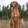 Sancy vecka 4 dygn 31
