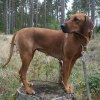 Sancy vecka 4 dygn 31