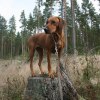 Sancy vecka 4 dygn 31