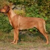 Vecka 5 dygn 37