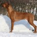 sancy 27months