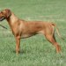 sancy 18months