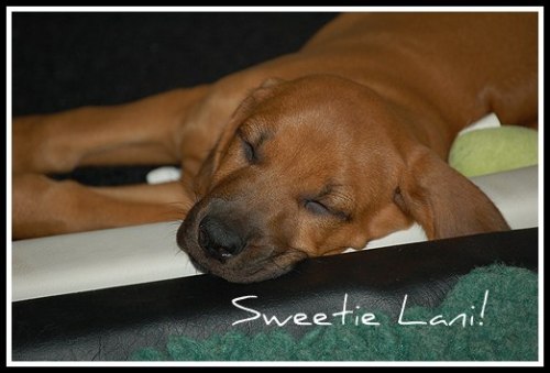 Sweetie Lani when she was 10 weeks old:) We are longing for summer pups!