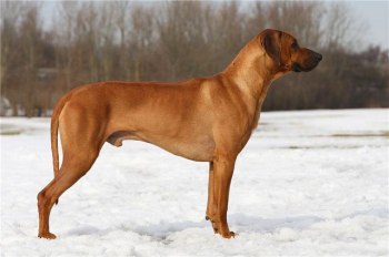 Thanzi - sire of our A-litter