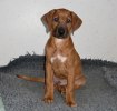 maraoukalmost11weeks