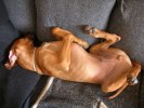Taking a nap!