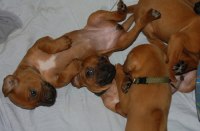 A-litter week 1-8