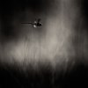 013_TrollsländaSVsepia