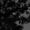 127_Mindre-korsnäbb_SV_Liten