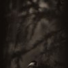 174_TalltitaSVtonad