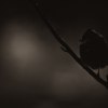 180_SvartmesSVtonad