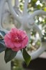 Rosa Kamelia