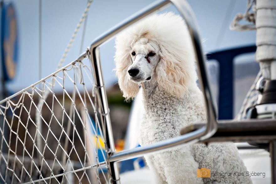 Poserande segelhund