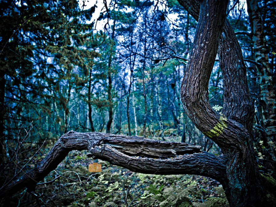 Hovs Hallar November 2011 - Foto: Klas Sjöberg