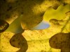 Naturens puzzel