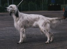 Härkmoen's Rimi