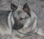 Älgstugan's Kaj V "Nisse "