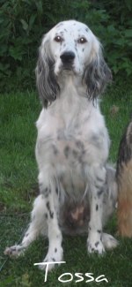 Tossa 2010