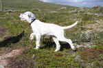 Wilda-2010