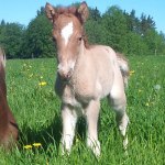 Hingst född 2010