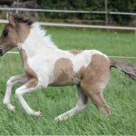 Hingst född 2010