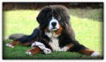 Pajazz 6 months