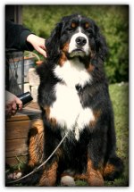 Pajazz 8 months