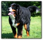 Pajazz nine months, 46 kilos.