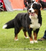 Dingla