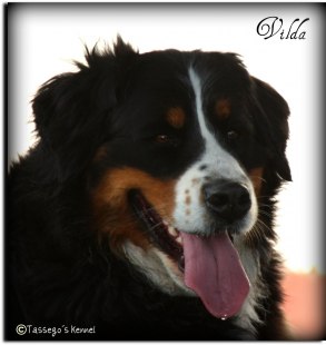 Vilda sommar -10