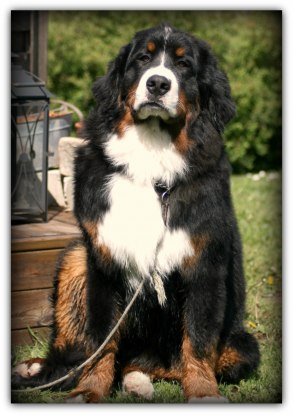 Pajazz 8 months - 40,5 kg