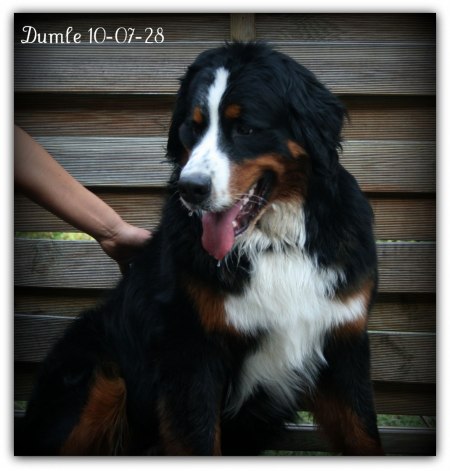 Dumel 1 år