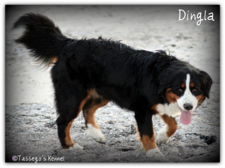 Dingla