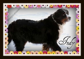 Indy 10 år