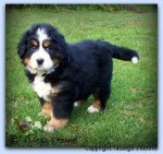 Wild as puppy