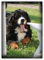 Pajazz nine months