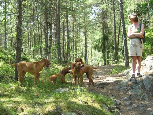 Ridgebackar på promenad i Gömmareskogen sommaren 2010