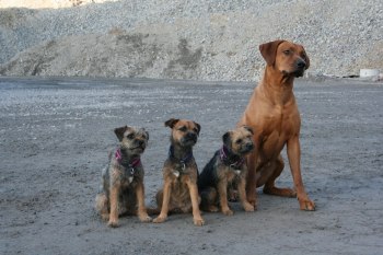 Ippon, Aiko, Kiwa och Alba