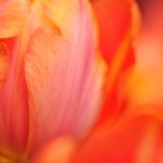 CSC_3479