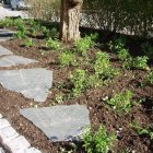 I den skuggiga delen av trädgården ersattes gräsmattan mot marktäckare. När dessa vuxit samman kommer de bilda en tät matta som kräver minimalt med skötsel. Snygga trampstenar i oregelbunden skiffer b