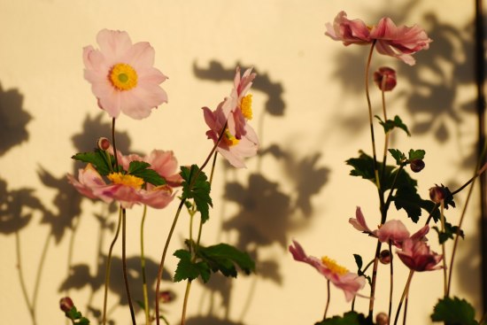 Fina tillsammans med Miscantusgräs är de senblommande Höstanemonerna