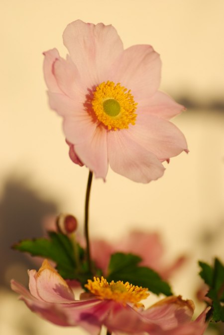 Anemone x hybrida "Königin Charlotte"