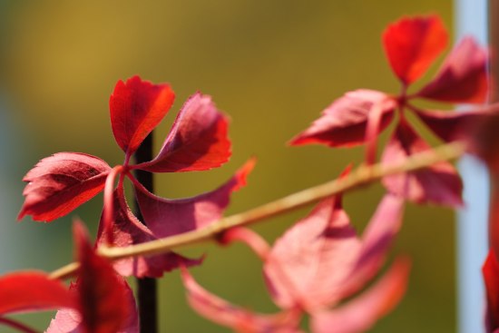 Parthenocissus quinequefolia "Engelmanni"